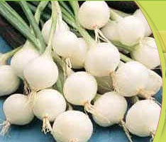Onion